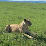 Chinmayi Instagram – Close encounters of the lioness kind @starvoirs