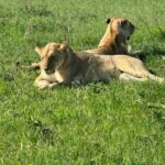 Chinmayi Instagram – Close encounters of the lioness kind @starvoirs