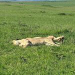 Chinmayi Instagram – Close encounters of the lioness kind @starvoirs