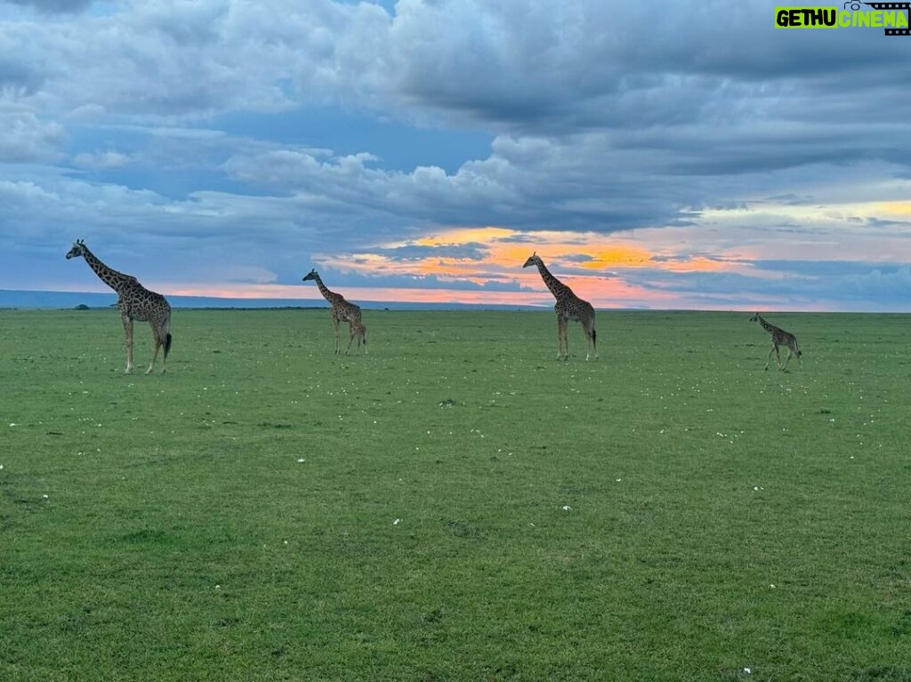 Chinmayi Instagram - Giraffes gracefully captured against the mesmerizing Masai Mara sunset. Nature's masterpiece. 🌅🦒 Shot on iPhone 15 Pro ❤ Masai Mara National Reserve