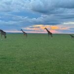 Chinmayi Instagram – Giraffes gracefully captured against the mesmerizing Masai Mara sunset. 

Nature’s masterpiece. 🌅🦒

Shot on iPhone 15 Pro ❤️ Masai Mara National Reserve