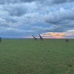 Chinmayi Instagram – Giraffes gracefully captured against the mesmerizing Masai Mara sunset. 

Nature’s masterpiece. 🌅🦒

Shot on iPhone 15 Pro ❤️ Masai Mara National Reserve