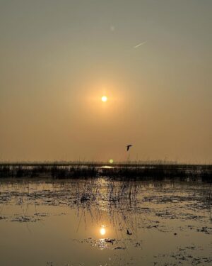 Dimple Biscuitwala Instagram - Nature’s silent symphony, a refreshing serenade for the soul☀️ #SunriseMagic #blissfulmoments #naturelove #nalsarovar #nalsaroverbirdsanctuary