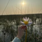 Dimple Biscuitwala Instagram – Nature’s silent symphony, a refreshing serenade for the soul☀️ #SunriseMagic #blissfulmoments #naturelove #nalsarovar #nalsaroverbirdsanctuary Nal Sarovar