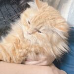 Gehana Vasisth Instagram - This cat is surely a catch .. . . . #catlovers #cats #cat #catsofinstagram #of #catlife #catstagram #instagram #catlover #catoftheday #instacat #meow #kitten #kittens #kitty #pets #catlove #pet #catloversclub #world #cute #kittensofinstagram #cutecats #love #gato #gatos #cutecat #petsofinstagram #animals #gehanavasisth