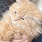 Gehana Vasisth Instagram - This cat is surely a catch .. . . . #catlovers #cats #cat #catsofinstagram #of #catlife #catstagram #instagram #catlover #catoftheday #instacat #meow #kitten #kittens #kitty #pets #catlove #pet #catloversclub #world #cute #kittensofinstagram #cutecats #love #gato #gatos #cutecat #petsofinstagram #animals #gehanavasisth