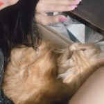 Gehana Vasisth Instagram - This cat is surely a catch .. . . . #catlovers #cats #cat #catsofinstagram #of #catlife #catstagram #instagram #catlover #catoftheday #instacat #meow #kitten #kittens #kitty #pets #catlove #pet #catloversclub #world #cute #kittensofinstagram #cutecats #love #gato #gatos #cutecat #petsofinstagram #animals #gehanavasisth