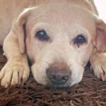 Hansika Motwani Instagram - Dearest bruzo This is the hardest good bye ever . We miss you so much , you have been my bestest boy, my lil moousie , no words can express the pain of losing you . Rest in Peace my bruzo I know you are watching us from above🤍 . Teddy and Murphy miss their big brother too . Love you ❤️