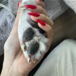 Hansika Motwani Instagram - Dearest bruzo This is the hardest good bye ever . We miss you so much , you have been my bestest boy, my lil moousie , no words can express the pain of losing you . Rest in Peace my bruzo I know you are watching us from above🤍 . Teddy and Murphy miss their big brother too . Love you ❤️
