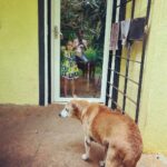 Kalki Koechlin Instagram - All good reasons to be home #composting #thekid #thedog #artsandcrafts #nature