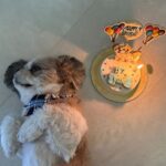 Kanikka Kapur Instagram – Small life update – I haven’t been very well since the past few days and the one who’s never left my side since I got back home is this guy. He is the epitome of unconditional love, compassion and warmth. I’m so grateful for Koko. His love heals. My baby turns 7 today ❤️

Cake by @puppychinodelhi
Cupcakes by @thecaninecompany.in
