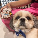 Kanikka Kapur Instagram – Small life update – I haven’t been very well since the past few days and the one who’s never left my side since I got back home is this guy. He is the epitome of unconditional love, compassion and warmth. I’m so grateful for Koko. His love heals. My baby turns 7 today ❤️

Cake by @puppychinodelhi
Cupcakes by @thecaninecompany.in