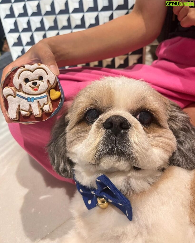 Kanikka Kapur Instagram - Small life update - I haven’t been very well since the past few days and the one who’s never left my side since I got back home is this guy. He is the epitome of unconditional love, compassion and warmth. I’m so grateful for Koko. His love heals. My baby turns 7 today ❤️ Cake by @puppychinodelhi Cupcakes by @thecaninecompany.in