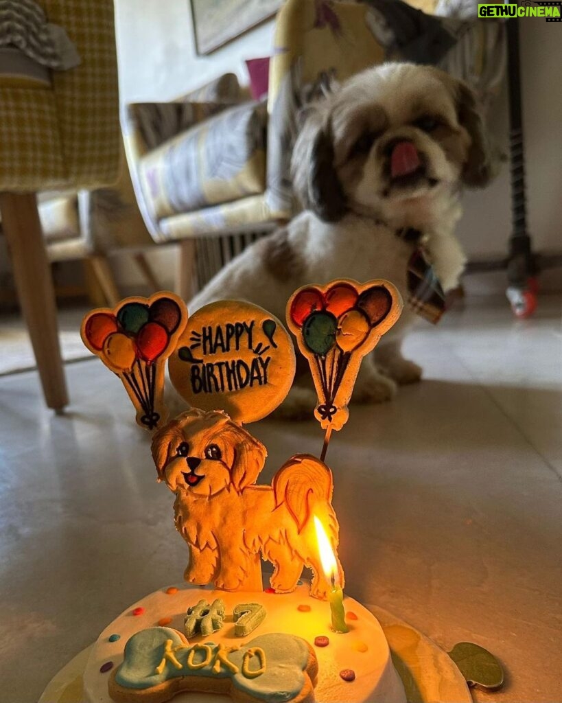 Kanikka Kapur Instagram - Small life update - I haven’t been very well since the past few days and the one who’s never left my side since I got back home is this guy. He is the epitome of unconditional love, compassion and warmth. I’m so grateful for Koko. His love heals. My baby turns 7 today ❤ Cake by @puppychinodelhi Cupcakes by @thecaninecompany.in