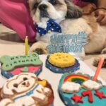 Kanikka Kapur Instagram – Small life update – I haven’t been very well since the past few days and the one who’s never left my side since I got back home is this guy. He is the epitome of unconditional love, compassion and warmth. I’m so grateful for Koko. His love heals. My baby turns 7 today ❤️

Cake by @puppychinodelhi
Cupcakes by @thecaninecompany.in