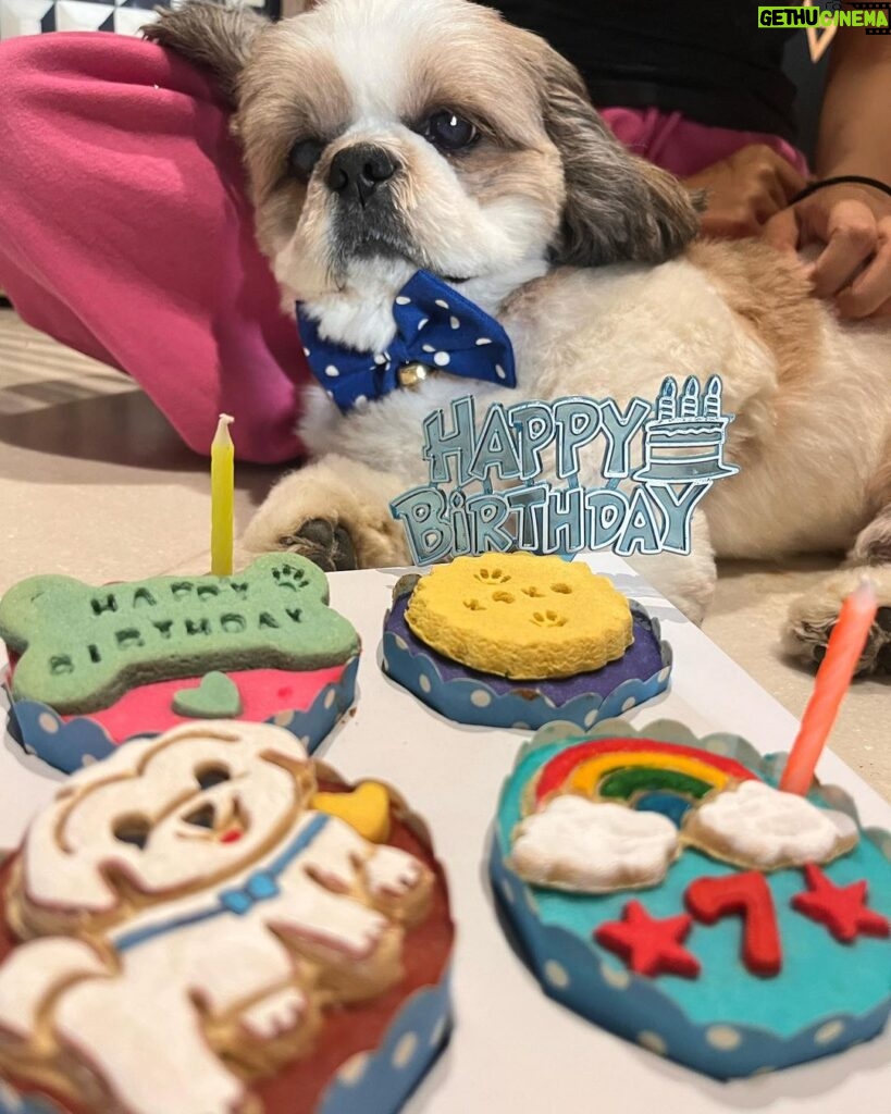 Kanikka Kapur Instagram - Small life update - I haven’t been very well since the past few days and the one who’s never left my side since I got back home is this guy. He is the epitome of unconditional love, compassion and warmth. I’m so grateful for Koko. His love heals. My baby turns 7 today ❤️ Cake by @puppychinodelhi Cupcakes by @thecaninecompany.in