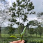 Kanikka Kapur Instagram - Brew-tea-ful day! ☕️🍃 Makaibari Tea Estate