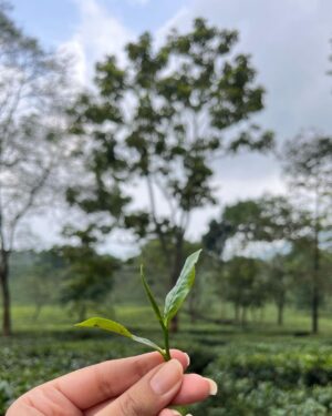 Kanikka Kapur Instagram - Brew-tea-ful day! ☕️🍃
