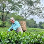 Kanikka Kapur Instagram – Brew-tea-ful day! ☕️🍃 Makaibari Tea Estate