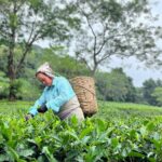 Kanikka Kapur Instagram - Brew-tea-ful day! ☕️🍃 Makaibari Tea Estate