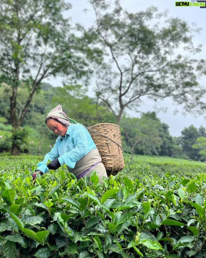 Kanikka Kapur Instagram - Brew-tea-ful day! ☕️🍃 Makaibari Tea Estate
