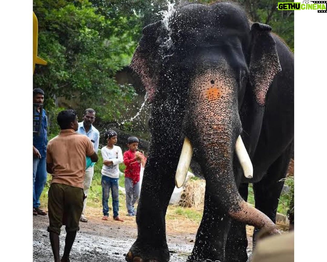 Karunya Ram Instagram - Words fail to express my deep sarrow for your loss ARJUNA ๐๐๐๐ป : : : #arjunaelephant #animal #elephant #arjunaelephant๐๐