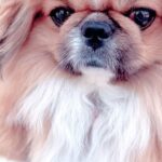 Kashish Singh Instagram - Vyaghra and Bhramaraka were Lord Krishna’s pet Dogs just like Charlie is mine! And like me even Charlie is Lord Krishna’s bhakt, #jaishrikrishna #krishnalove #krishnaconsciousness #proudofmyrootsandculture @noddyparisboboyecharliesingh_ #bellavitakashish 🙏🏻 River Ganga at Rishikesh