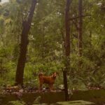 Kavitha Nair Instagram - He understood more than the world around me ever could ♥️🥺 Little jungle guy ♥️ #saviouroftheday