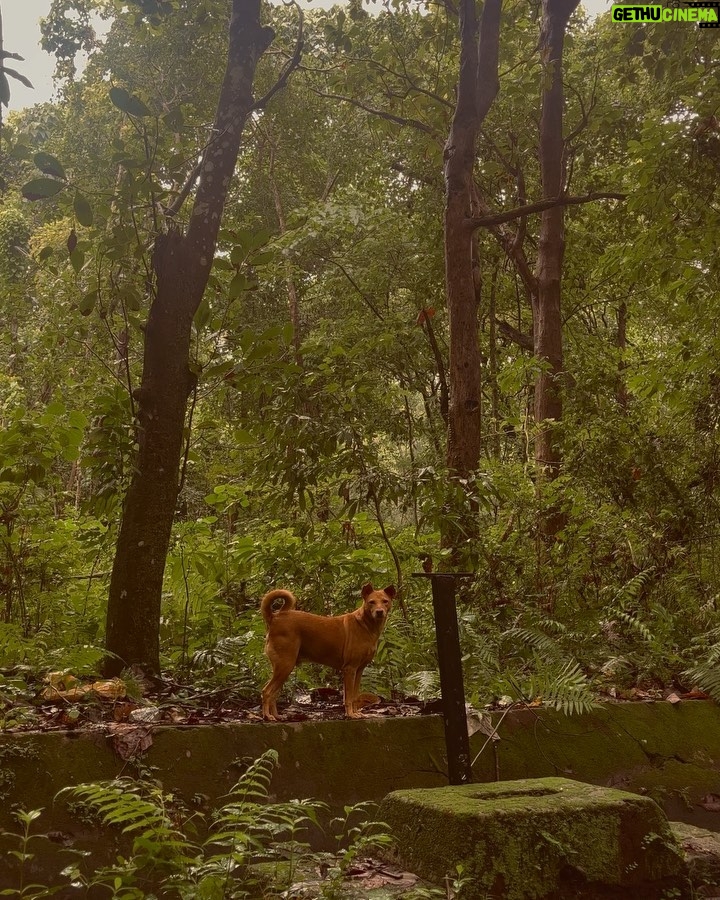 Kavitha Nair Instagram - He understood more than the world around me ever could ♥️🥺 Little jungle guy ♥️ #saviouroftheday