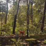 Kavitha Nair Instagram - He understood more than the world around me ever could ♥️🥺 Little jungle guy ♥️ #saviouroftheday
