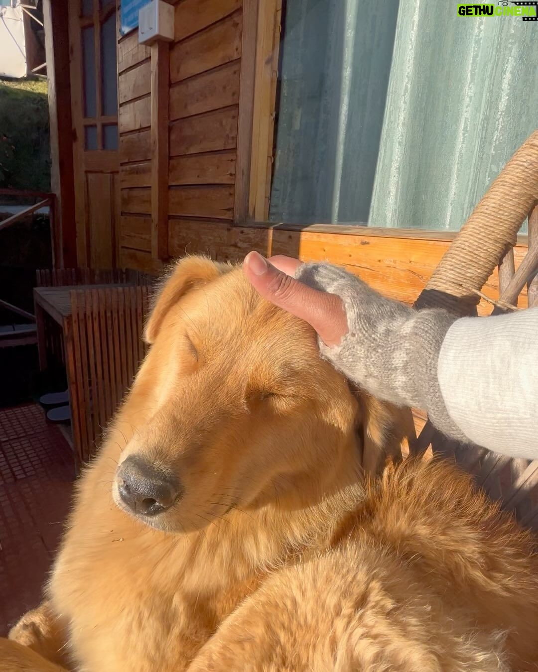 Kavitha Nair Instagram - A lady and two mountain dogs , happy and silly ♥️ Gorson Bugyal