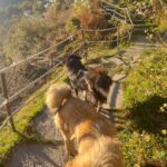 Kavitha Nair Instagram - A lady and two mountain dogs , happy and silly ♥️ Gorson Bugyal