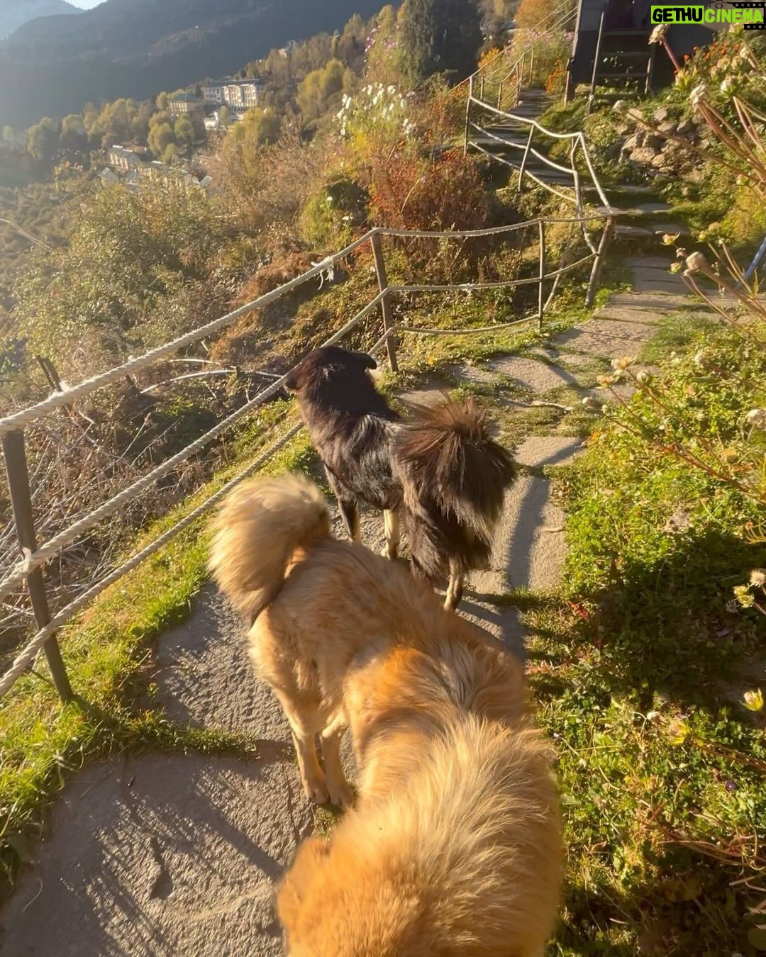 Kavitha Nair Instagram - A lady and two mountain dogs , happy and silly ♥️ Gorson Bugyal