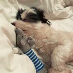 Khushi Kapoor Instagram - Panda clearly did not want be woken up today🥺