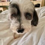 Khushi Kapoor Instagram - Panda clearly did not want be woken up today🥺