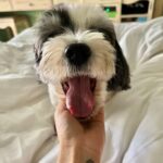 Khushi Kapoor Instagram - Panda clearly did not want be woken up today🥺