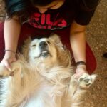 Lipi Mohapatra Instagram – Adorable Barfi 🥰💖
#adorable #goldenretrievers #dogs #dogsofinstaworld #petlovers #petstagram #animal #animallover #trendingreels #trending #instalike #share #instagood Gurugram