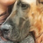Malavika Jayaram Instagram - Can't get enough of the Bun - love ❤️❤️❤️ #buntythedane #greatdanesofinstagram #puppylove