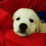 Malavika Jayaram Instagram – It’s taken me a few days to gather the courage to pen this message down, I’ve been in denial. 

Thinking of being welcomed back home without your loud bark and your forever wagging tail is making it harder for me to accept your demise. You have been more than just our pet and your absence has left a huge irreparable void in our lives. And someday we’ll meet again on the other side Messa and I promise I’ll never leave you… until then sleep tight my sweet angel. ❤️
– Appa, Amma, Kannan,Little, chakki ❤️ ♾️