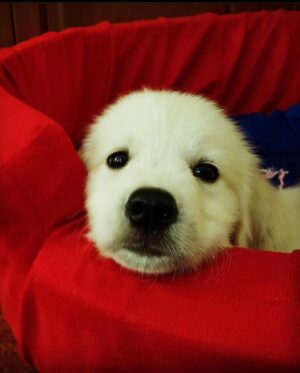 Malavika Jayaram Instagram - It’s taken me a few days to gather the courage to pen this message down, I’ve been in denial. 

Thinking of being welcomed back home without your loud bark and your forever wagging tail is making it harder for me to accept your demise. You have been more than just our pet and your absence has left a huge irreparable void in our lives. And someday we’ll meet again on the other side Messa and I promise I’ll never leave you… until then sleep tight my sweet angel. ❤️
- Appa, Amma, Kannan,Little, chakki ❤️ ♾️