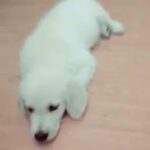 Malavika Jayaram Instagram – It’s taken me a few days to gather the courage to pen this message down, I’ve been in denial.
Thinking of being welcomed back home without your loud bark and your forever wagging tail is making it harder for me to accept your demise. You have been more than just our pet and your absence has left a huge irreparable void in our lives. And someday we’ll meet again on the other side Messa and I promise I’ll never leave you… until then sleep tight my sweet angel. ❤️
– Appa, Amma, Kannan,Little, chakki ❤️ ♾️