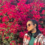 Mamitha Baiju Instagram – Lush, Wild & So full of colours…
She is a bougainvillea!💗
.
PC: @arsha_baiju (paranju idipichath..still i have doubts🤨😂)

#throwback#dubai