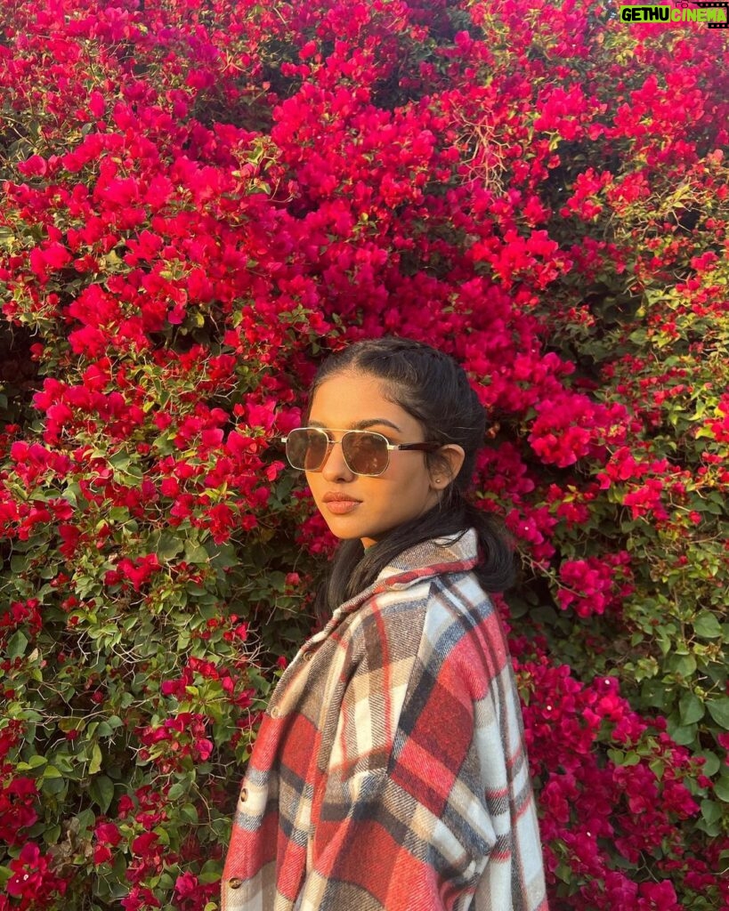 Mamitha Baiju Instagram - Lush, Wild & So full of colours... She is a bougainvillea!💗 . PC: @arsha_baiju (paranju idipichath..still i have doubts🤨😂) #throwback#dubai