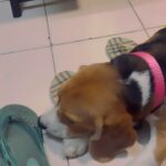 Manava Naik Instagram - Shoe maker #nepo #beagle #dog #pet #neponme #petstagram #dogsofinstagram #beagles #beaglesofinstagram #ilovemydog