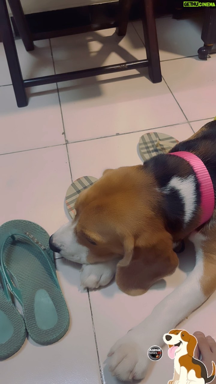 Manava Naik Instagram - Shoe maker #nepo #beagle #dog #pet #neponme #petstagram #dogsofinstagram #beagles #beaglesofinstagram #ilovemydog