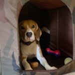 Manava Naik Instagram - I love my beagle #small #beagle #love #beaglelove