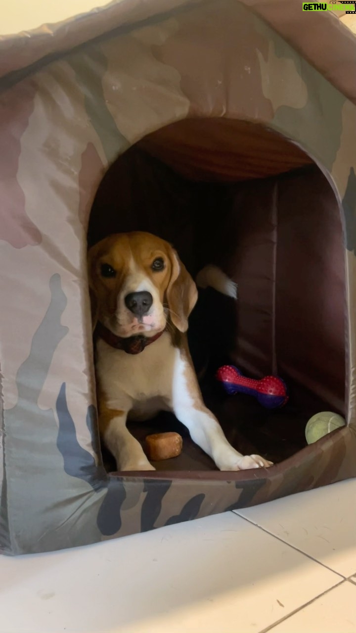 Manava Naik Instagram - I love my beagle #small #beagle #love #beaglelove