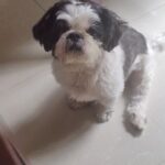 Manava Naik Instagram - Pets of KGMN - P02 *कारण गुन्ह्याला माफी नाही* सोम. ते शनि., रात्री 10.30 वाजता. सोनी मराठीवर... #petsofkgmn #karangunhyalamafinahi #kgmn #कारणगुन्ह्यालामाफीनाही #सोनीमराठी #sonymarathi