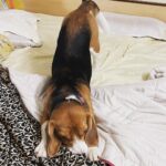 Manava Naik Instagram - Good morning stages #morning #beagle #beaglesofinstagram #pets #mypet #doglover #nepo #neponme