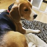 Manava Naik Instagram - Good morning stages #morning #beagle #beaglesofinstagram #pets #mypet #doglover #nepo #neponme
